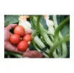 Terre-Terre Enriched Potting Soil - The Supra - SUPRA-1L product image