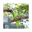 Picture of GREENWORKS 24V Pole Pruner - 20 cm - Without Battery or Charger - G24PS20